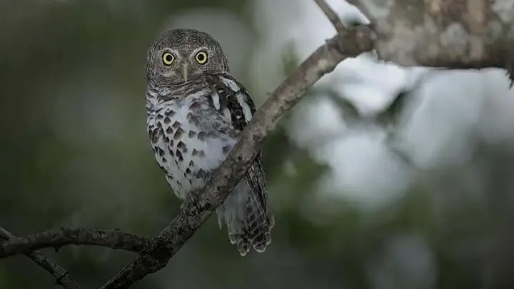 African barred owlet